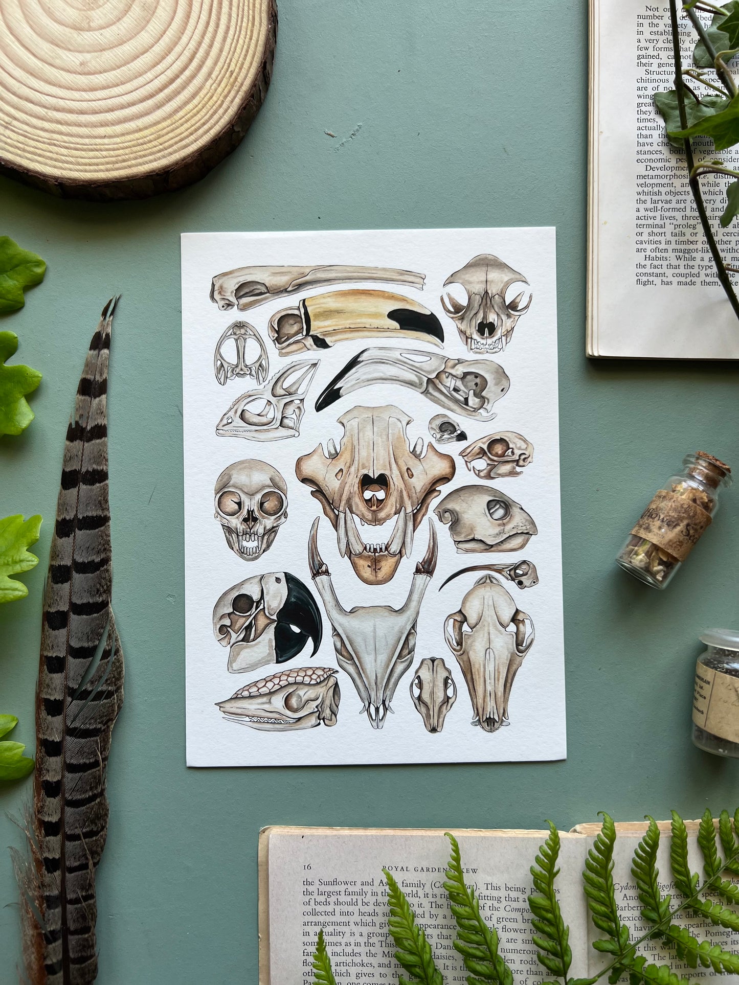 Skulls