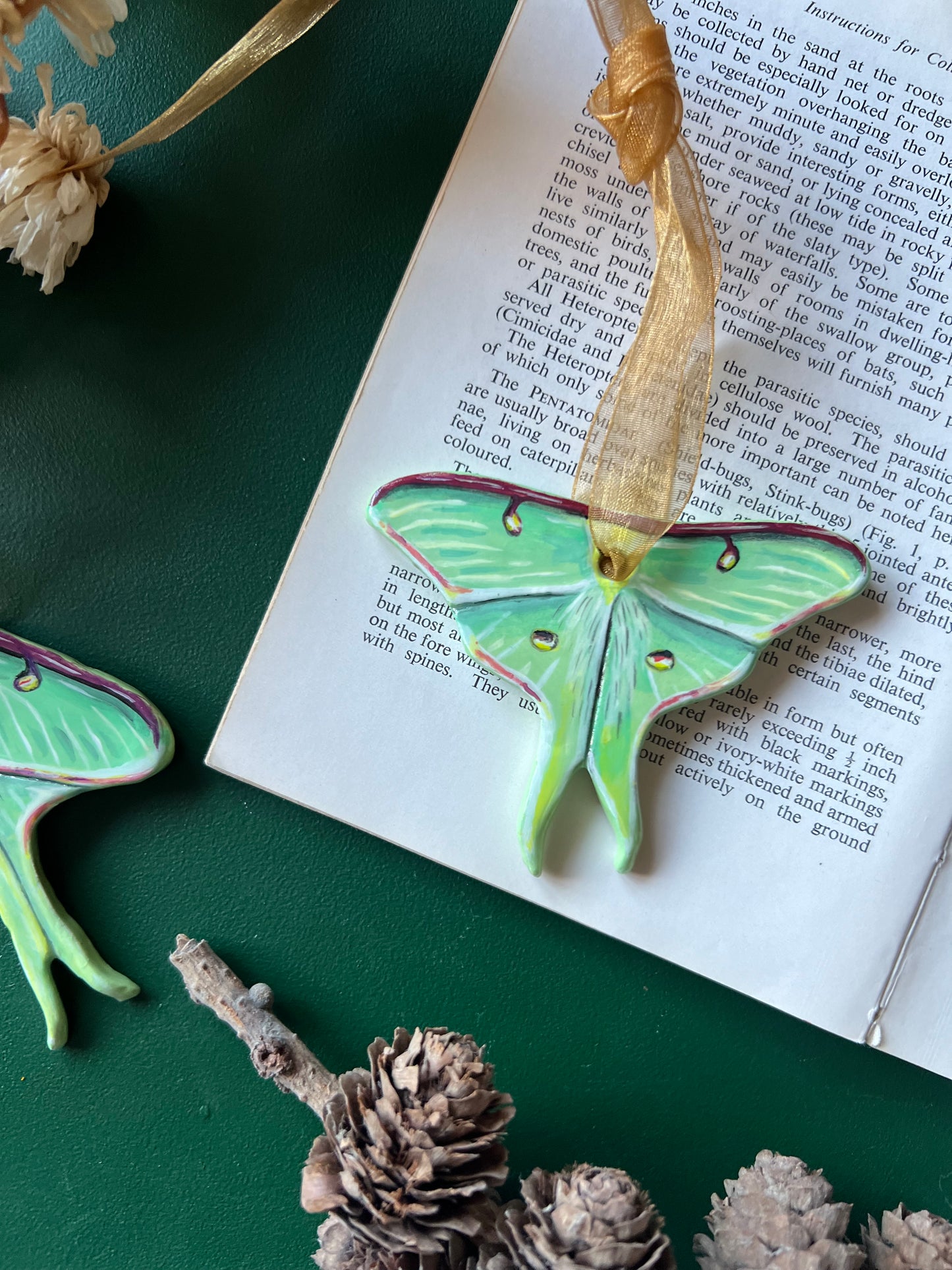 Luna Moth 2