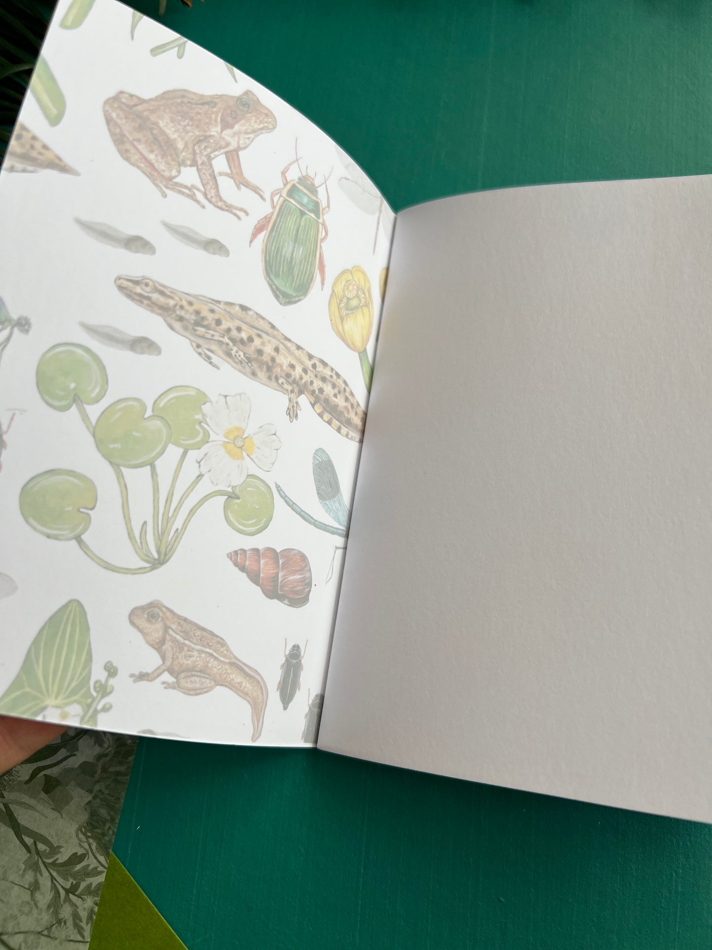 Pond Life Pocket Notebook