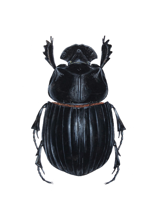 Horned Dung Beetle