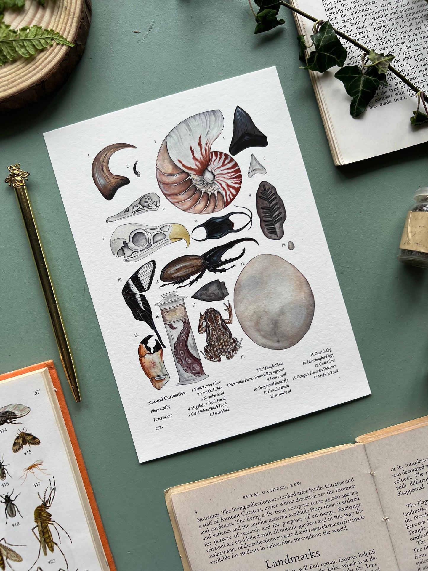 Natural Curiosities Print