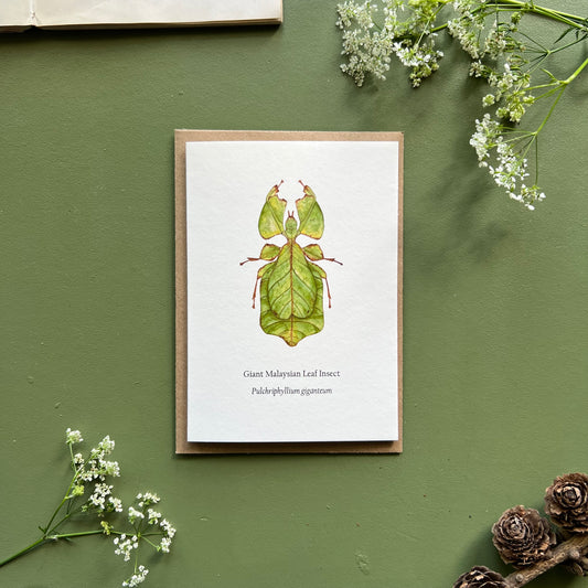 Leaf Insect Card