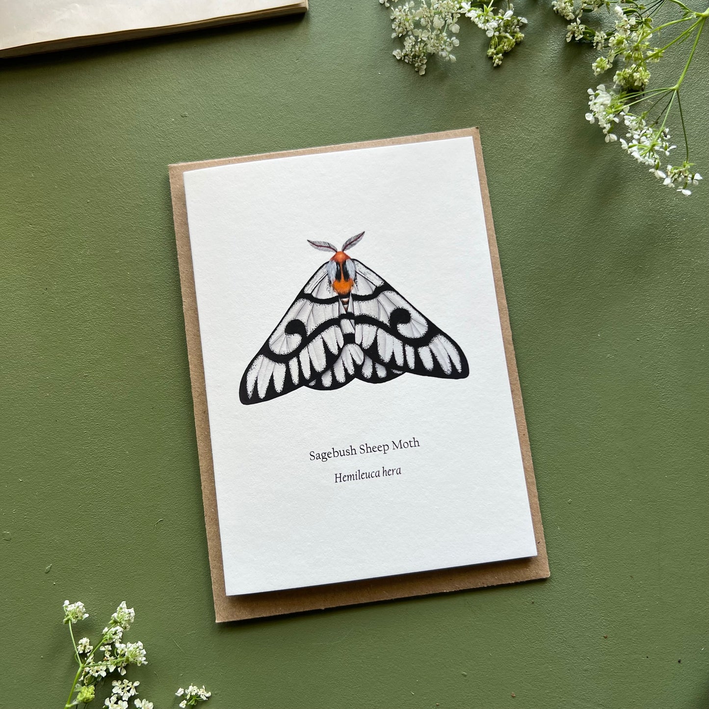 Sagebush Sheep Moth Card
