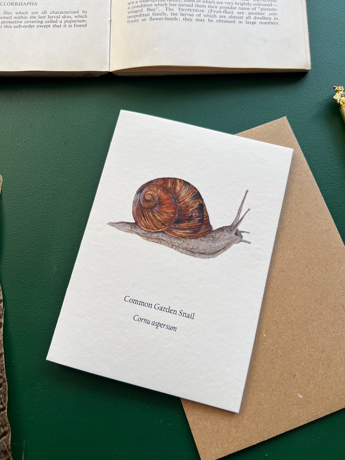 Garden Snail Card
