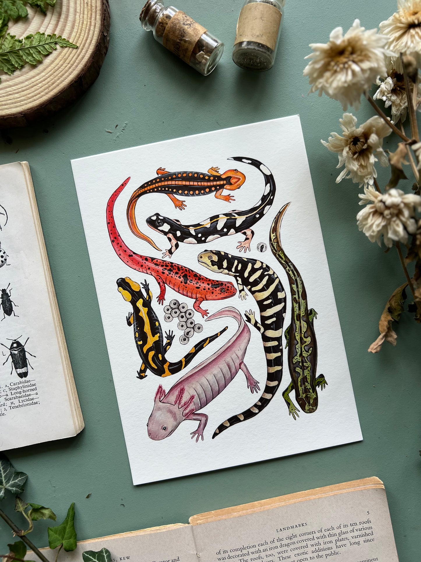 Salamanders Print