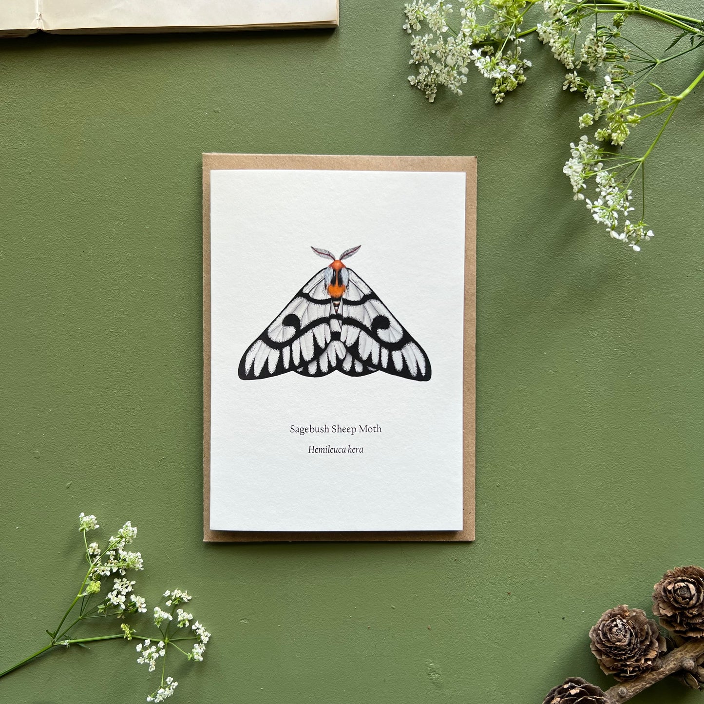 Sagebush Sheep Moth Card