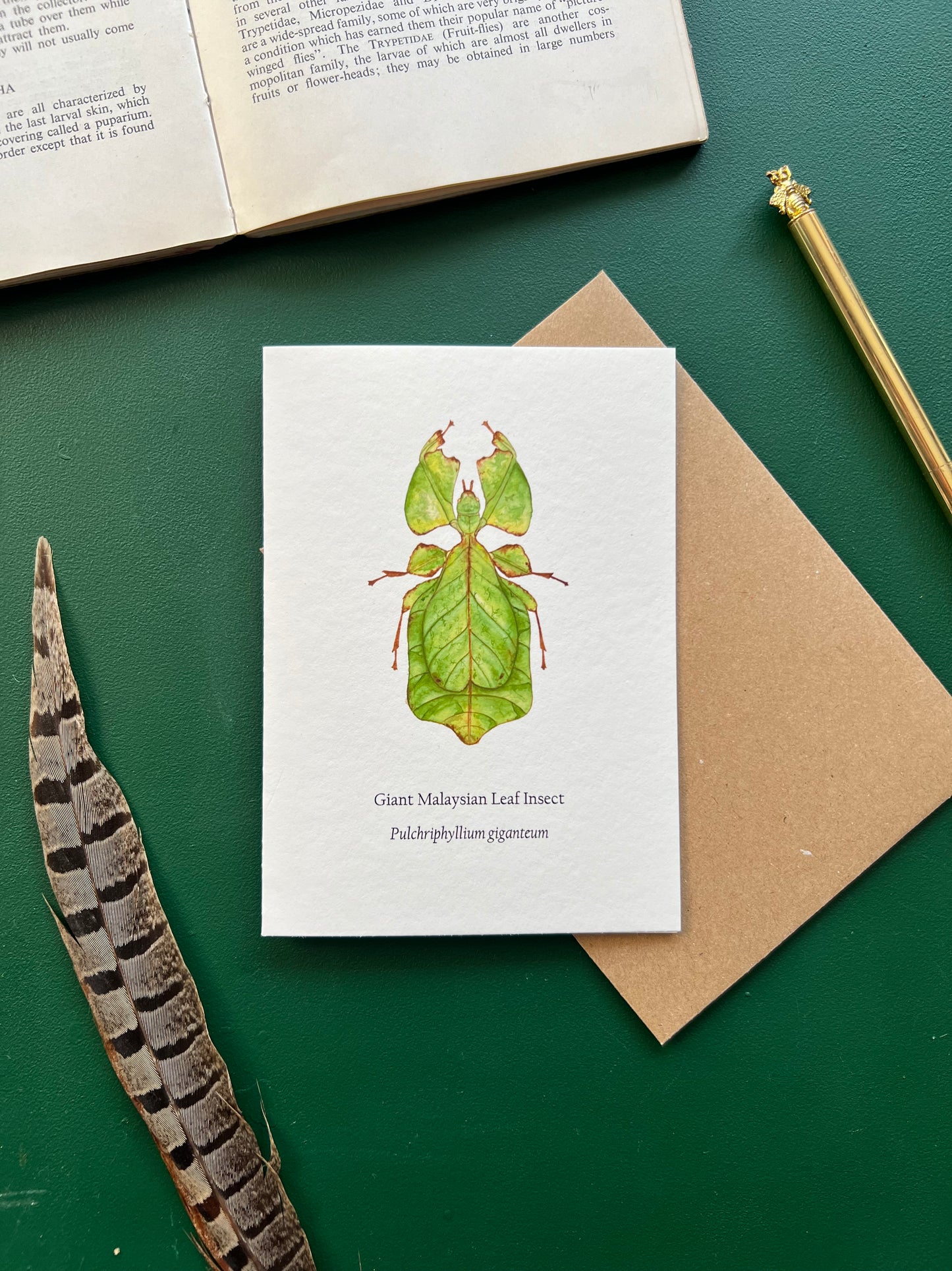 Leaf Insect Card
