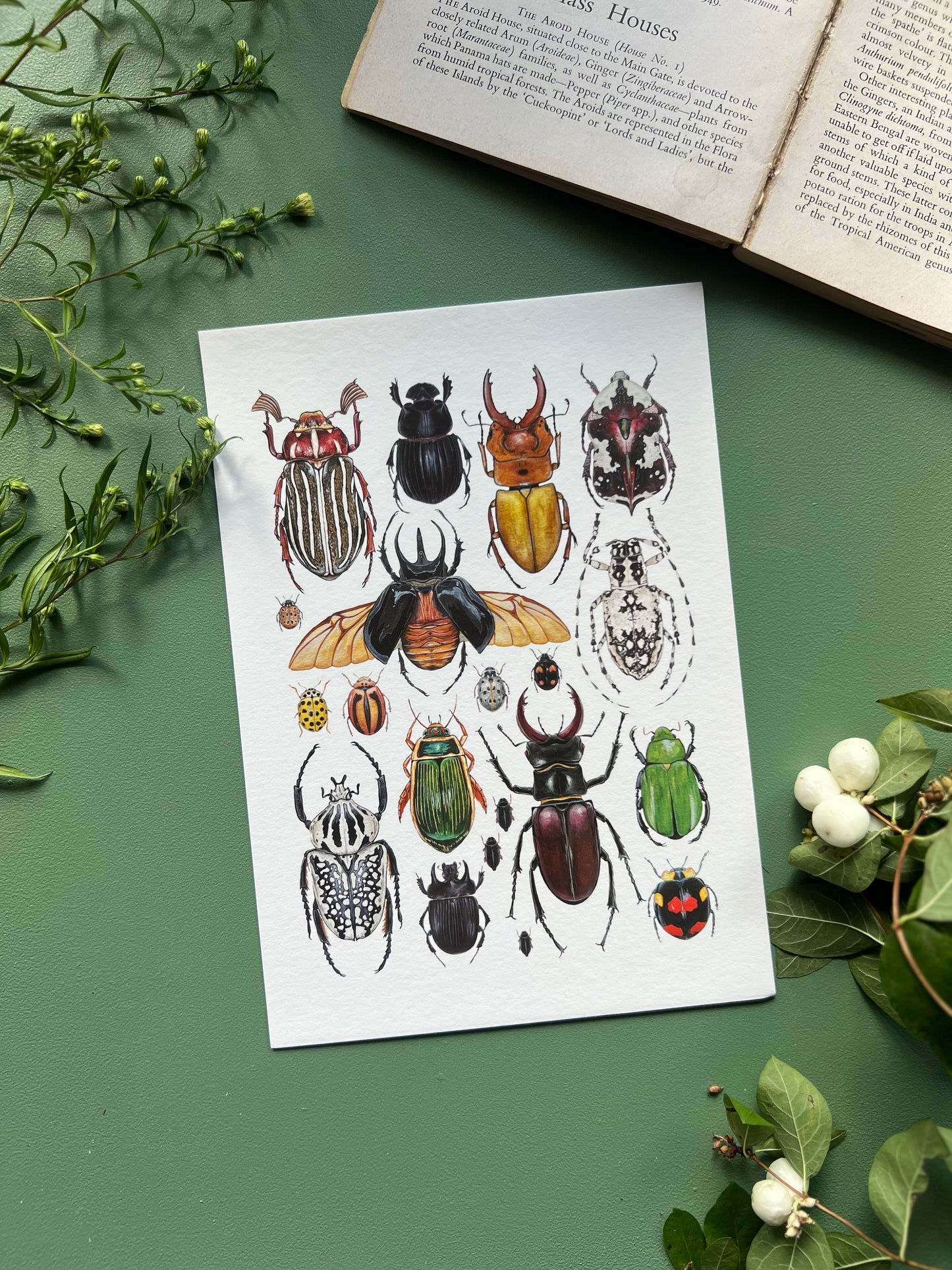 Beetles Print