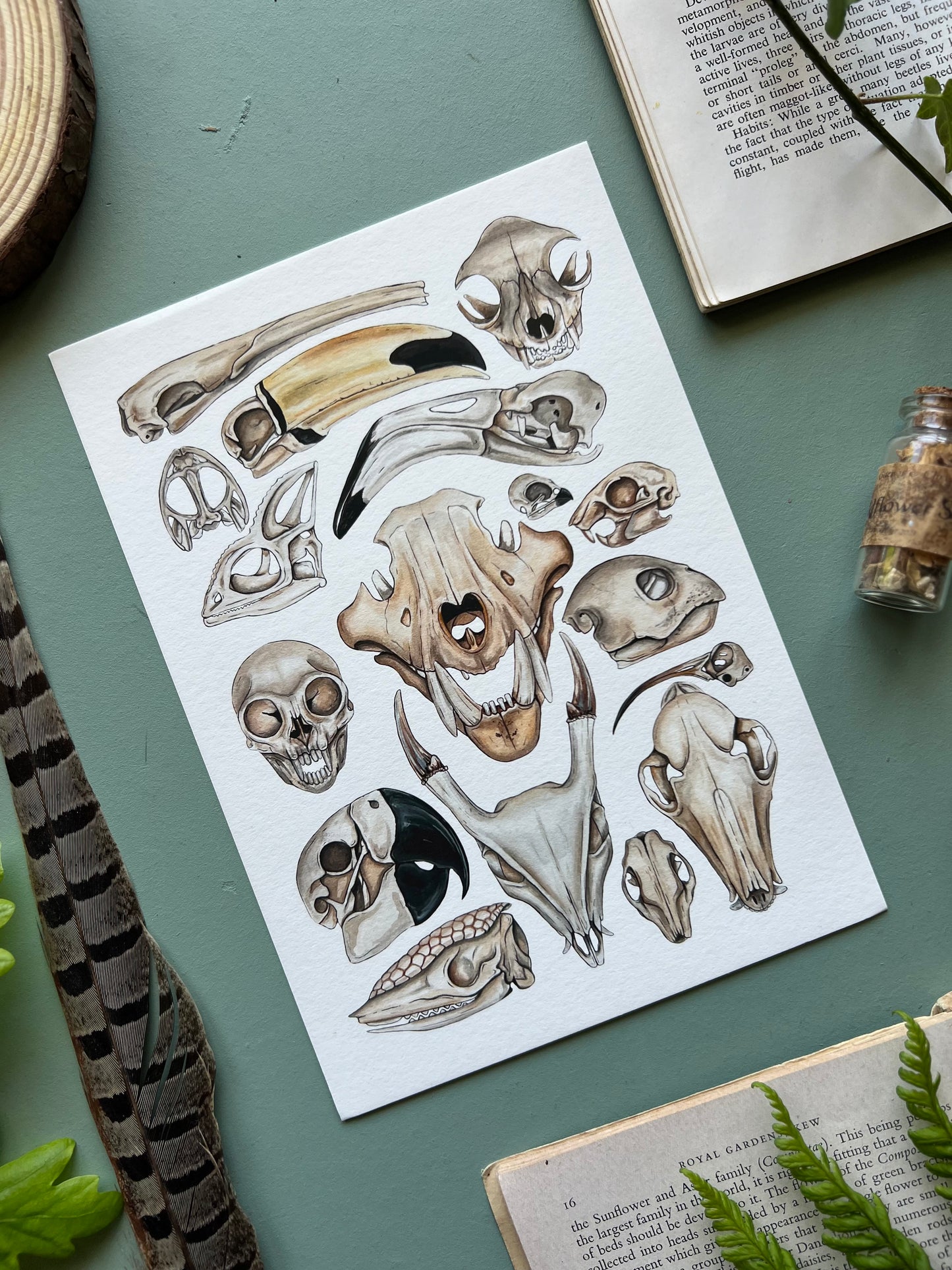 Skulls
