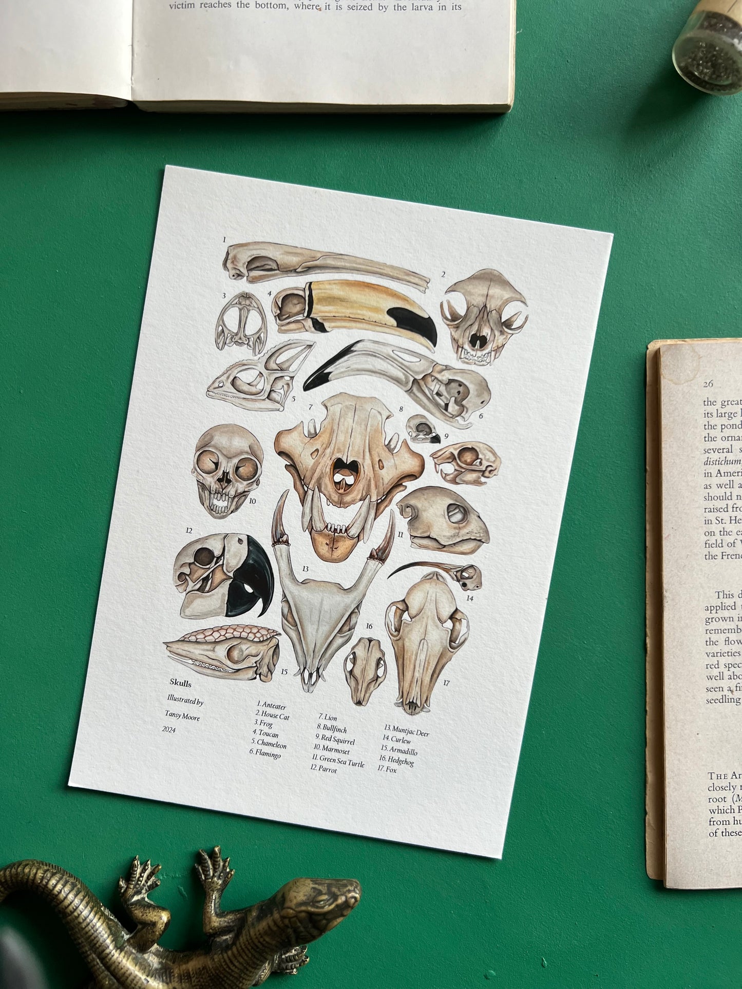 Skulls