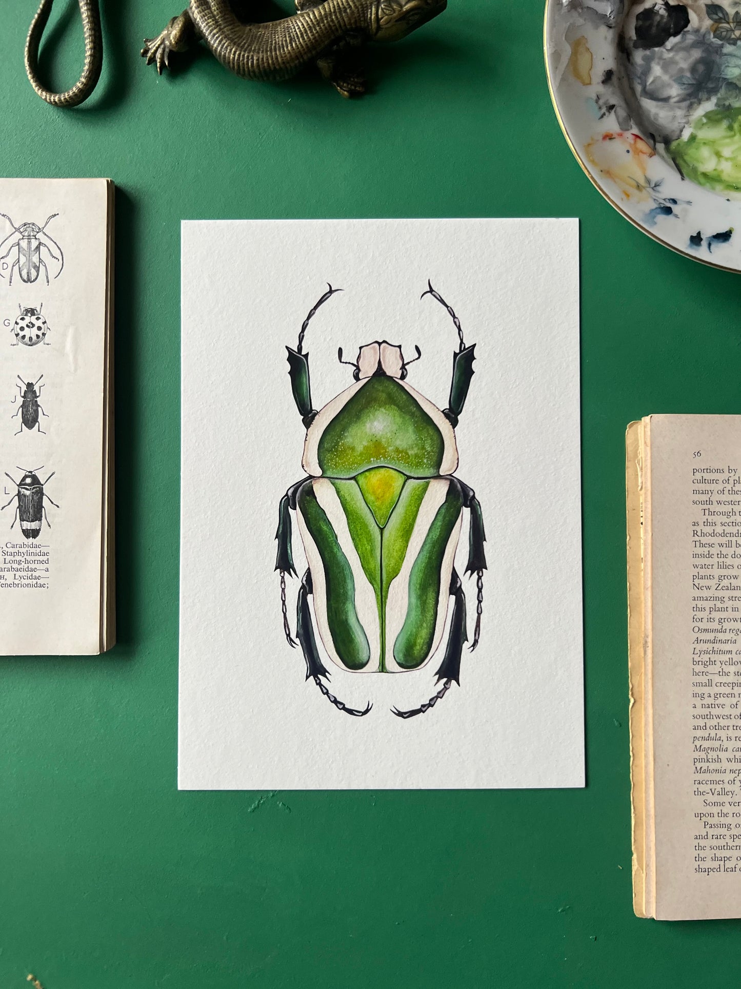 Derby’s flower beetle Print