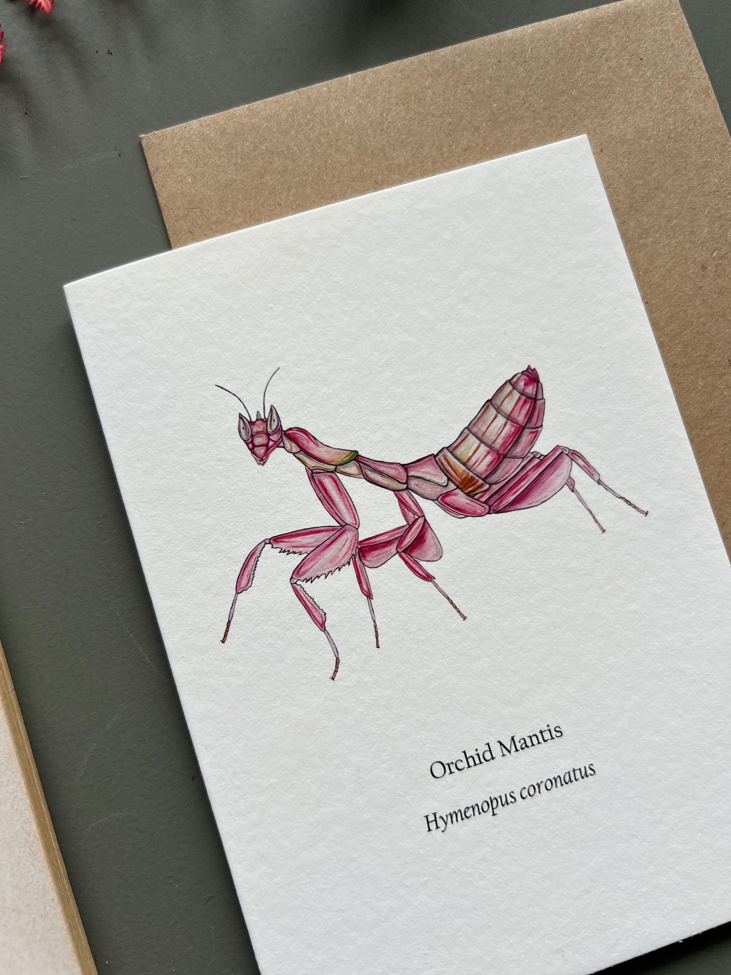 Orchid Mantis Card