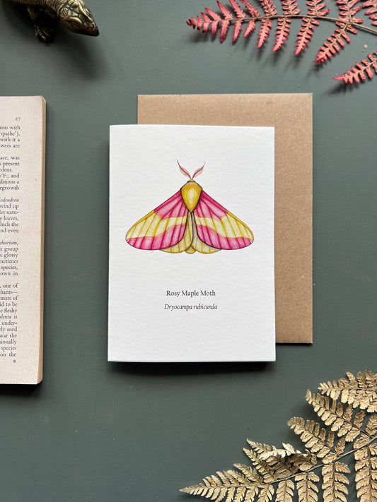 Rosy Maple Moth Card