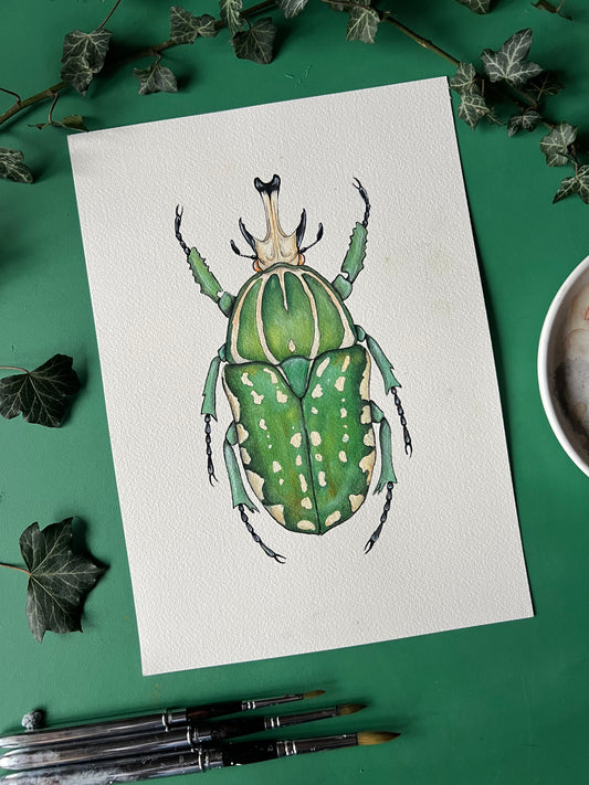 African Fruit Beetle