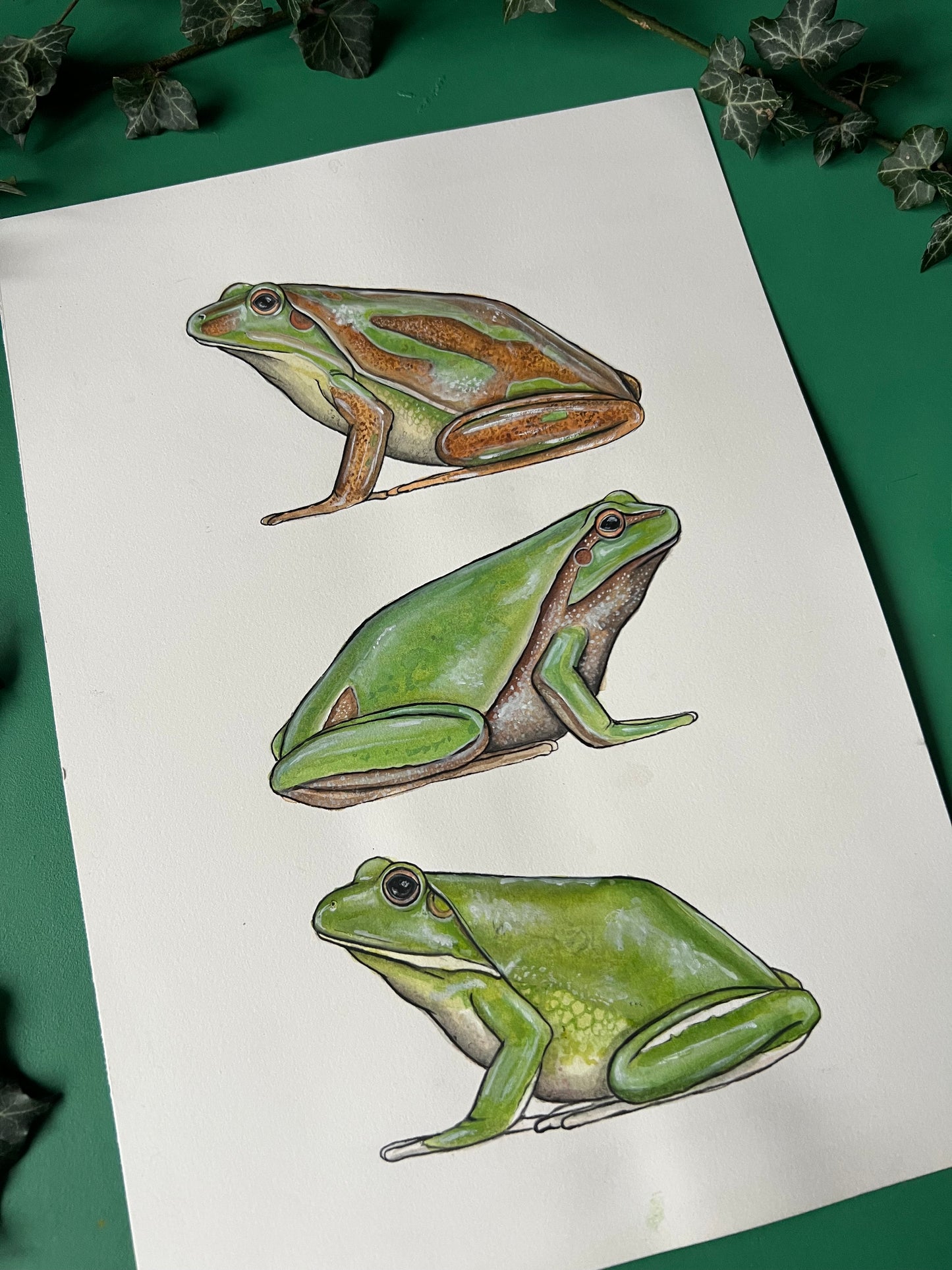 Tree Frogs
