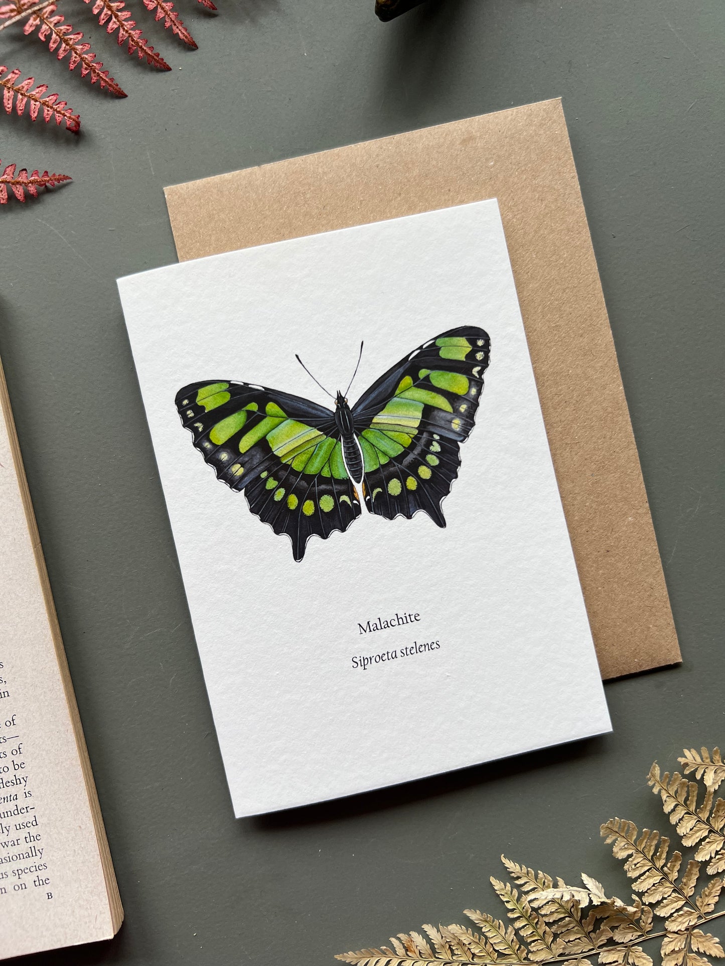 Malachite Butterfly Card