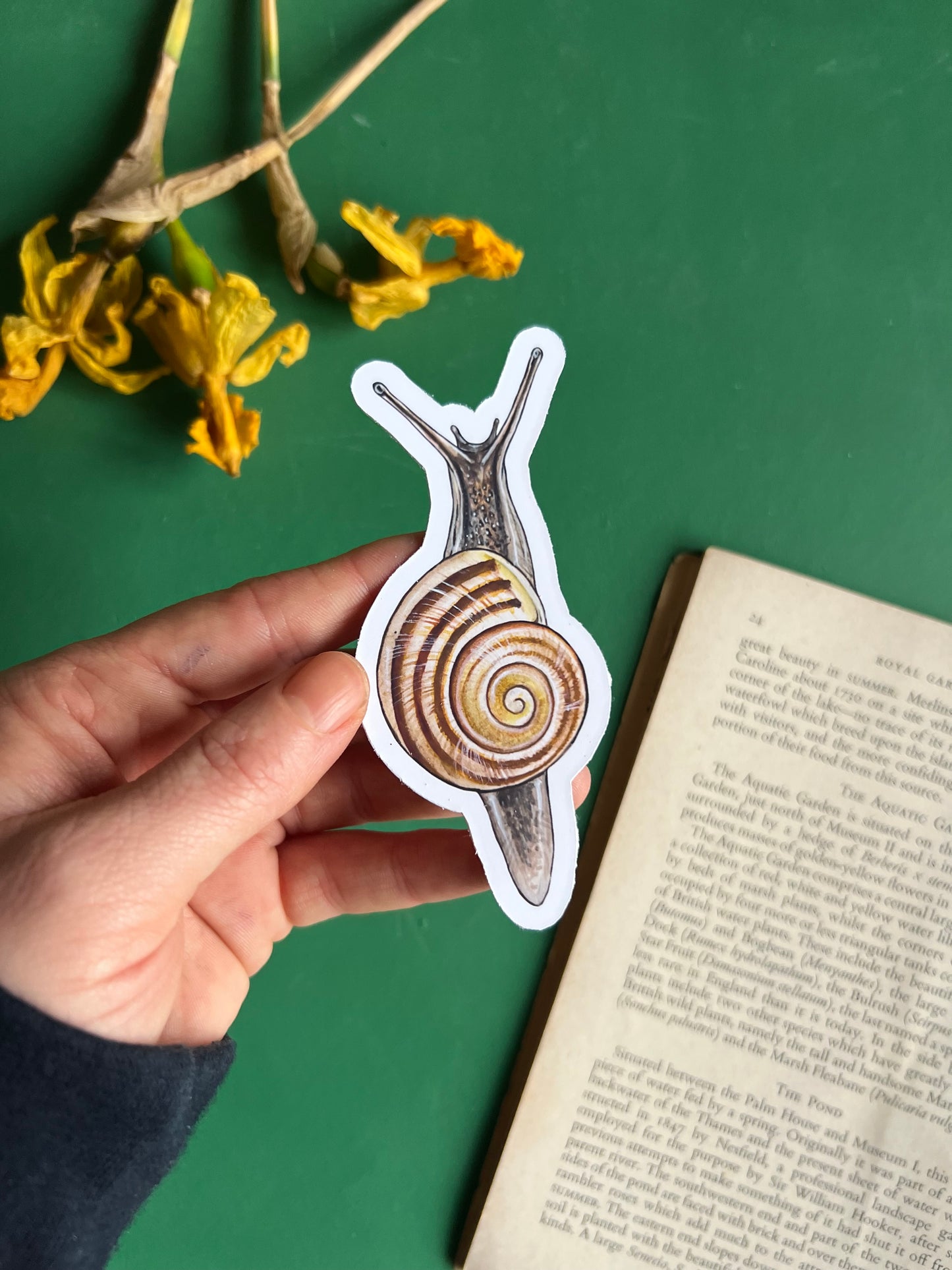 White-lipped Snail Sticker