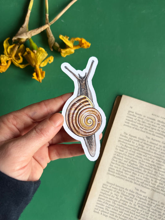 White-lipped Snail Sticker
