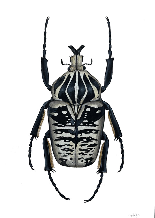 Goliath Beetle 11.7” x 16.5”