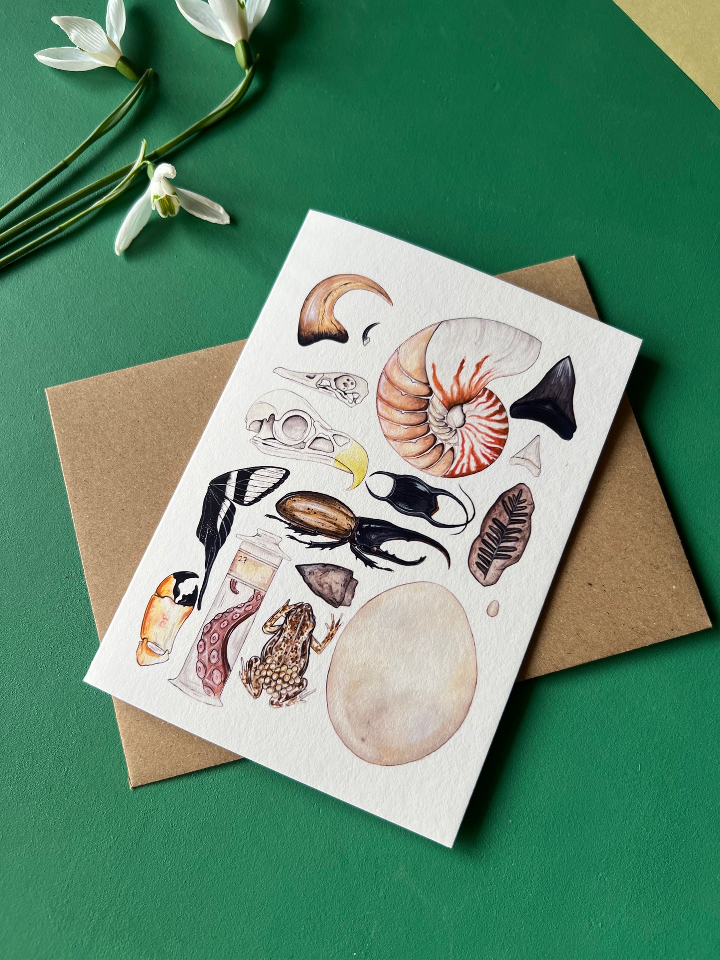 Natural Curiosities Card