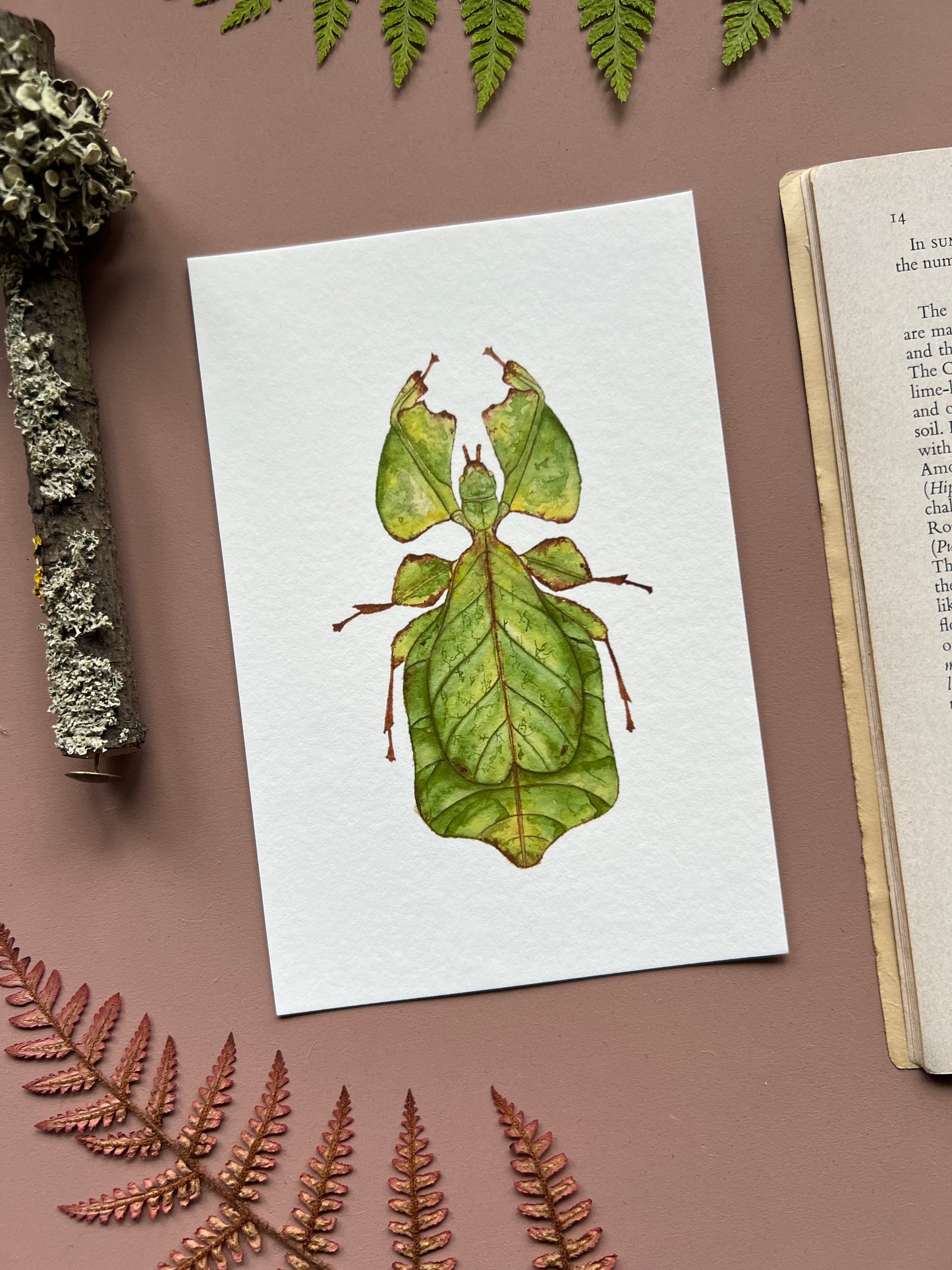 Giant Leaf Insect