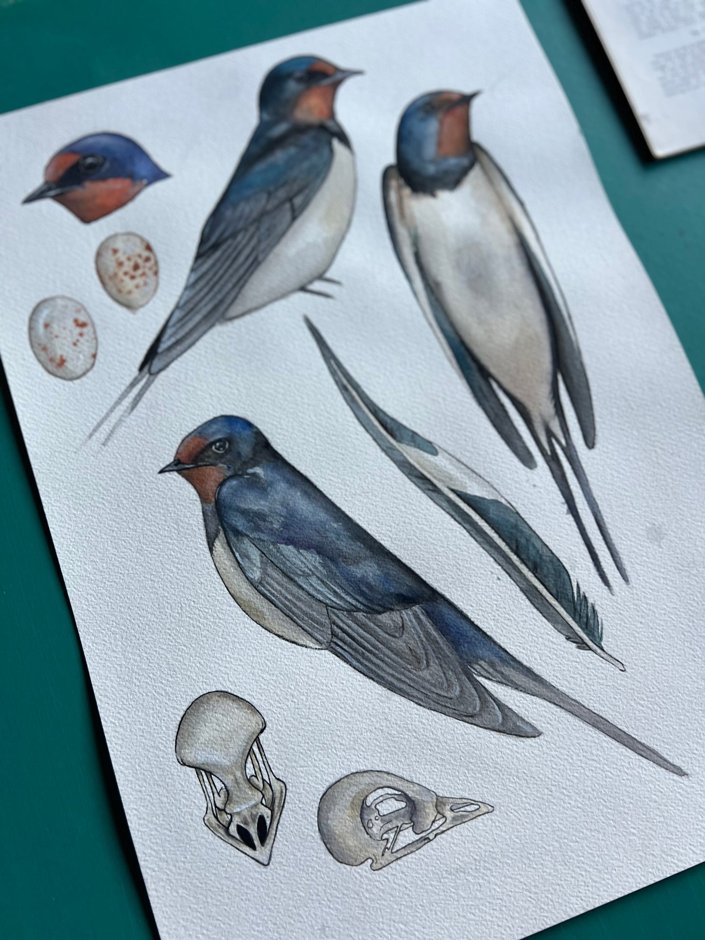 Swallow Study 11.7” x 16.5” (A3)