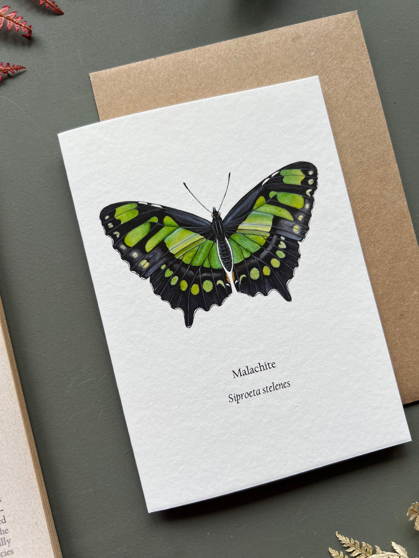 Malachite Butterfly Card