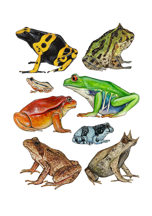 Frogs