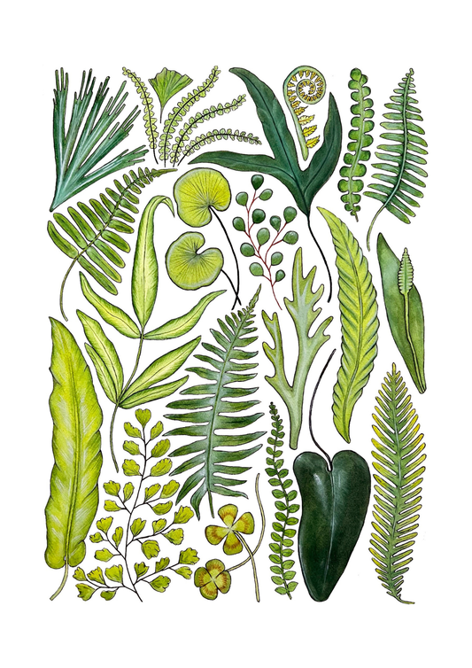 Fern Print