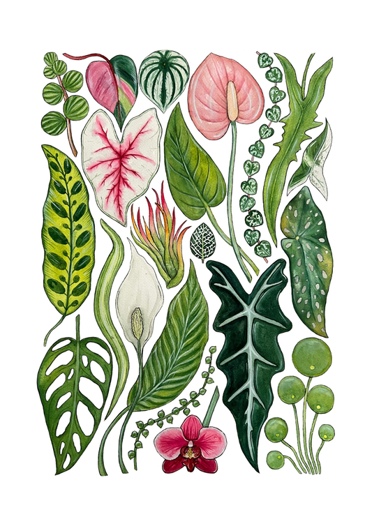 House Plants Print