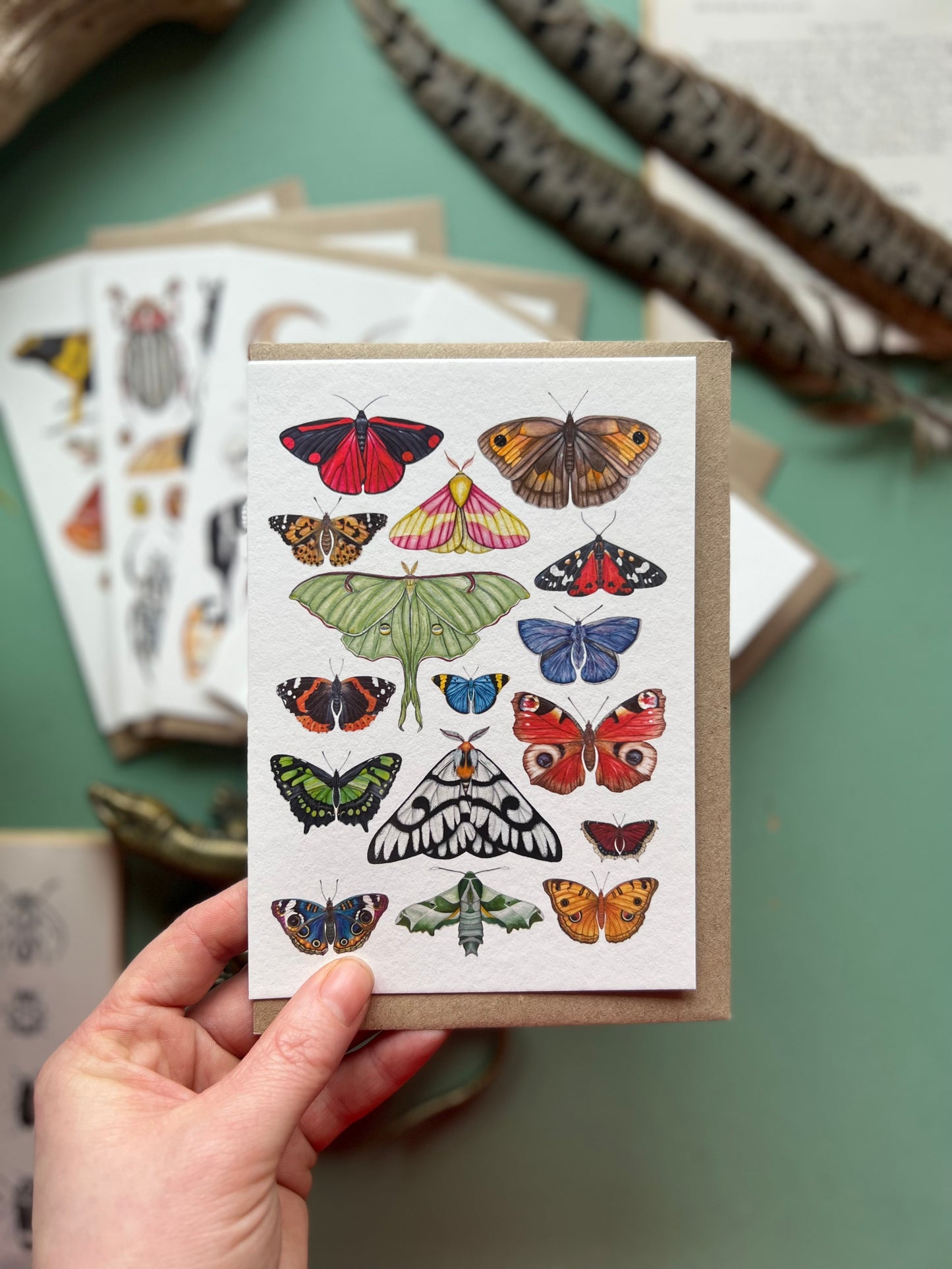 Butterflies and Moths Card