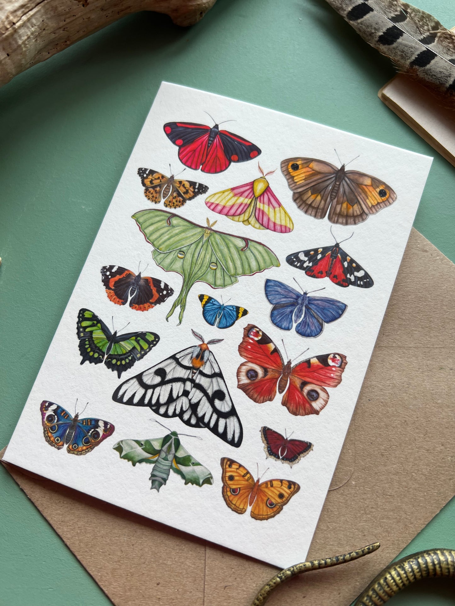 Butterflies and Moths Card