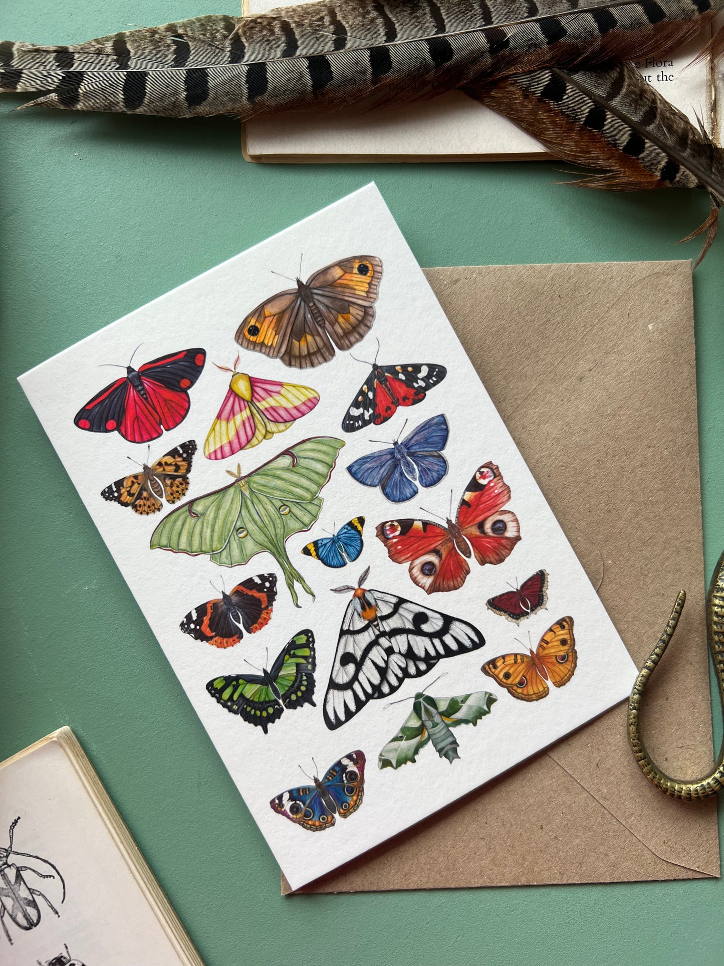 Butterflies and Moths Card