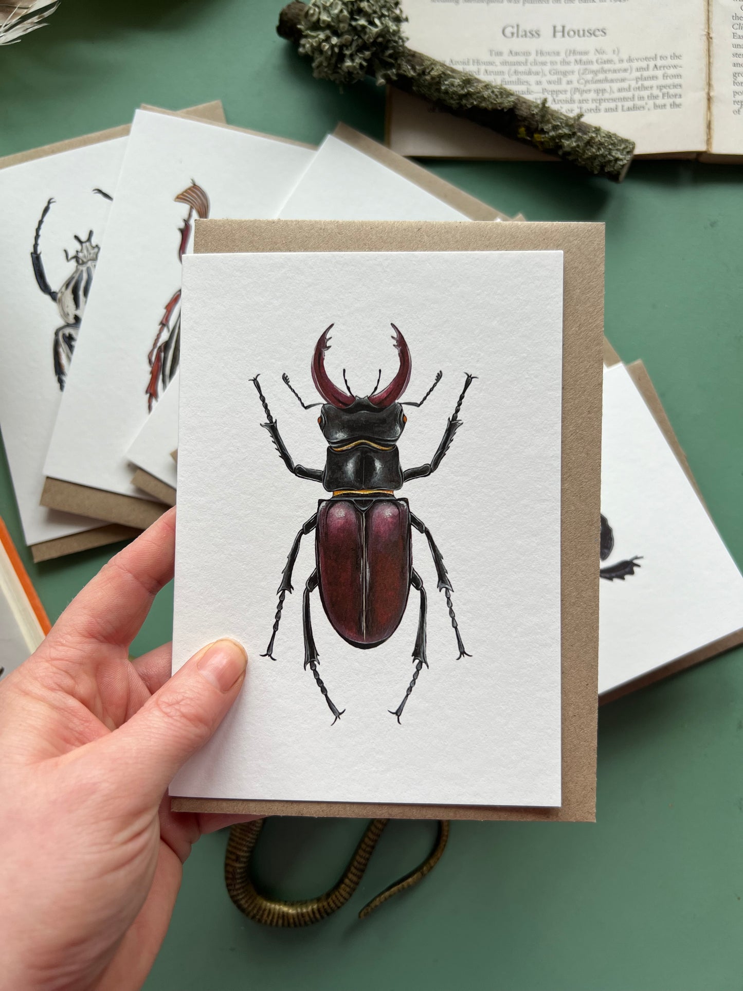 Beetle Card Set