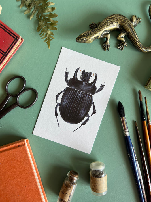 Minotaur Beetle