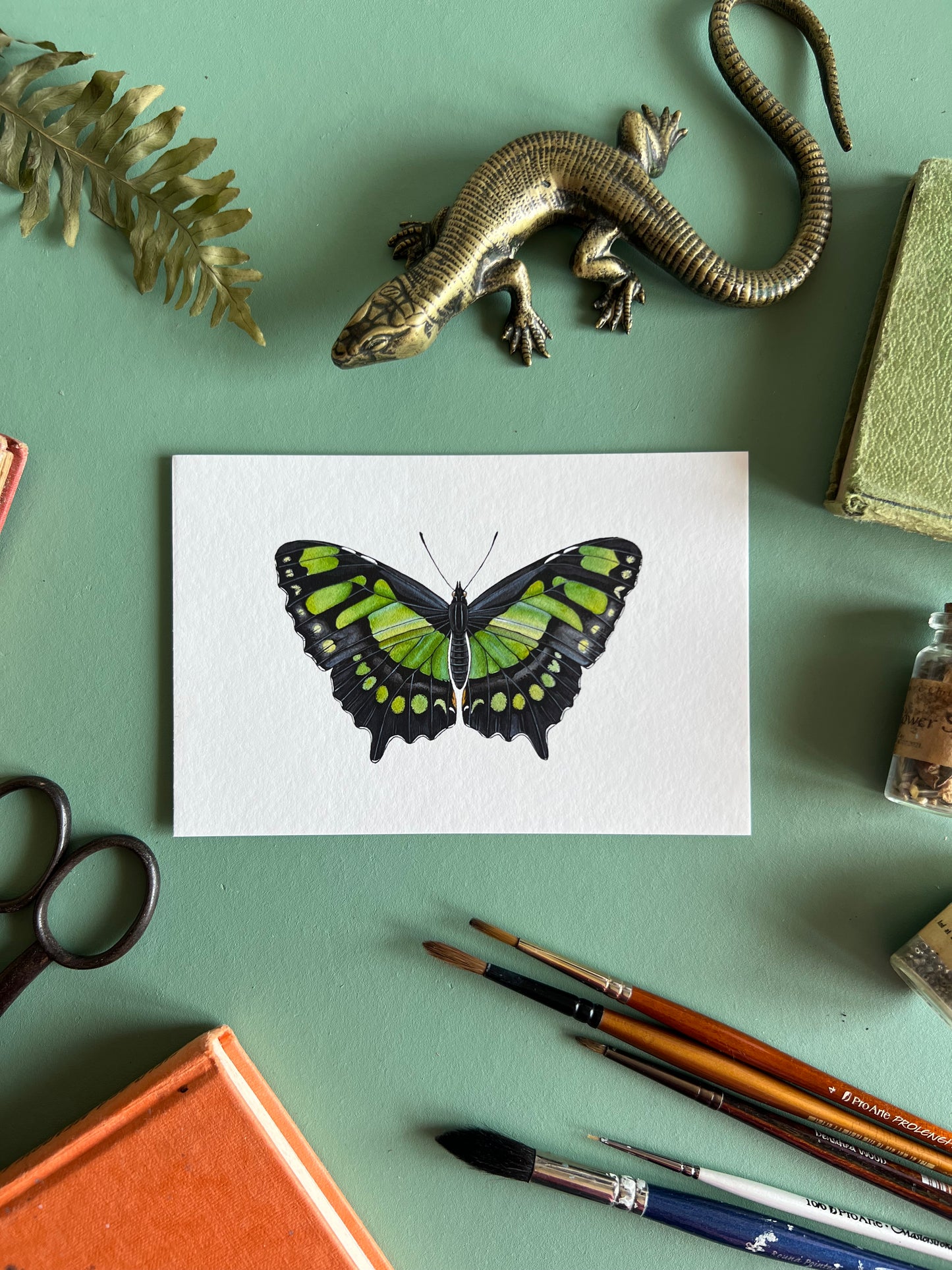 Malachite Butterfly