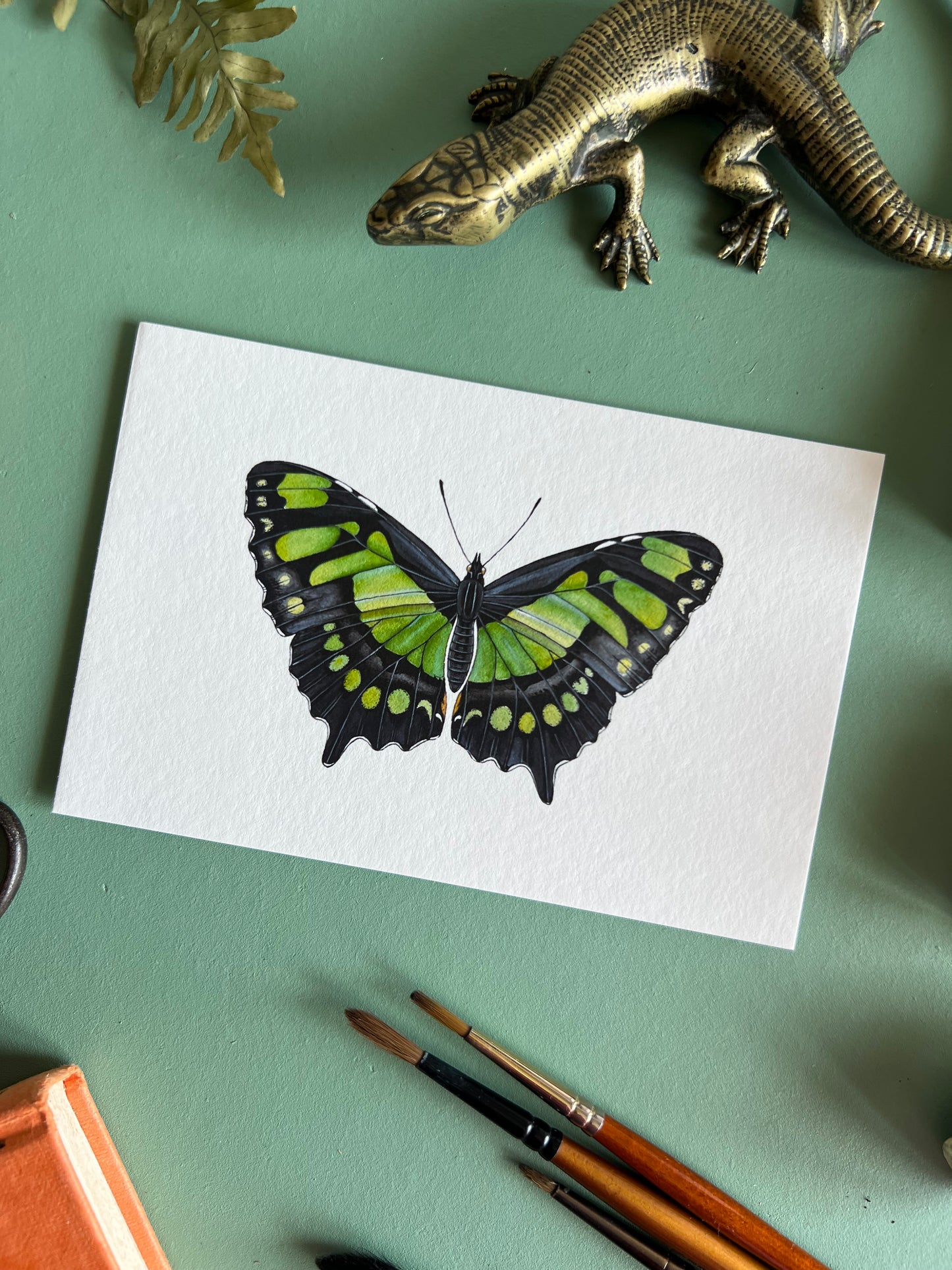 Malachite Butterfly