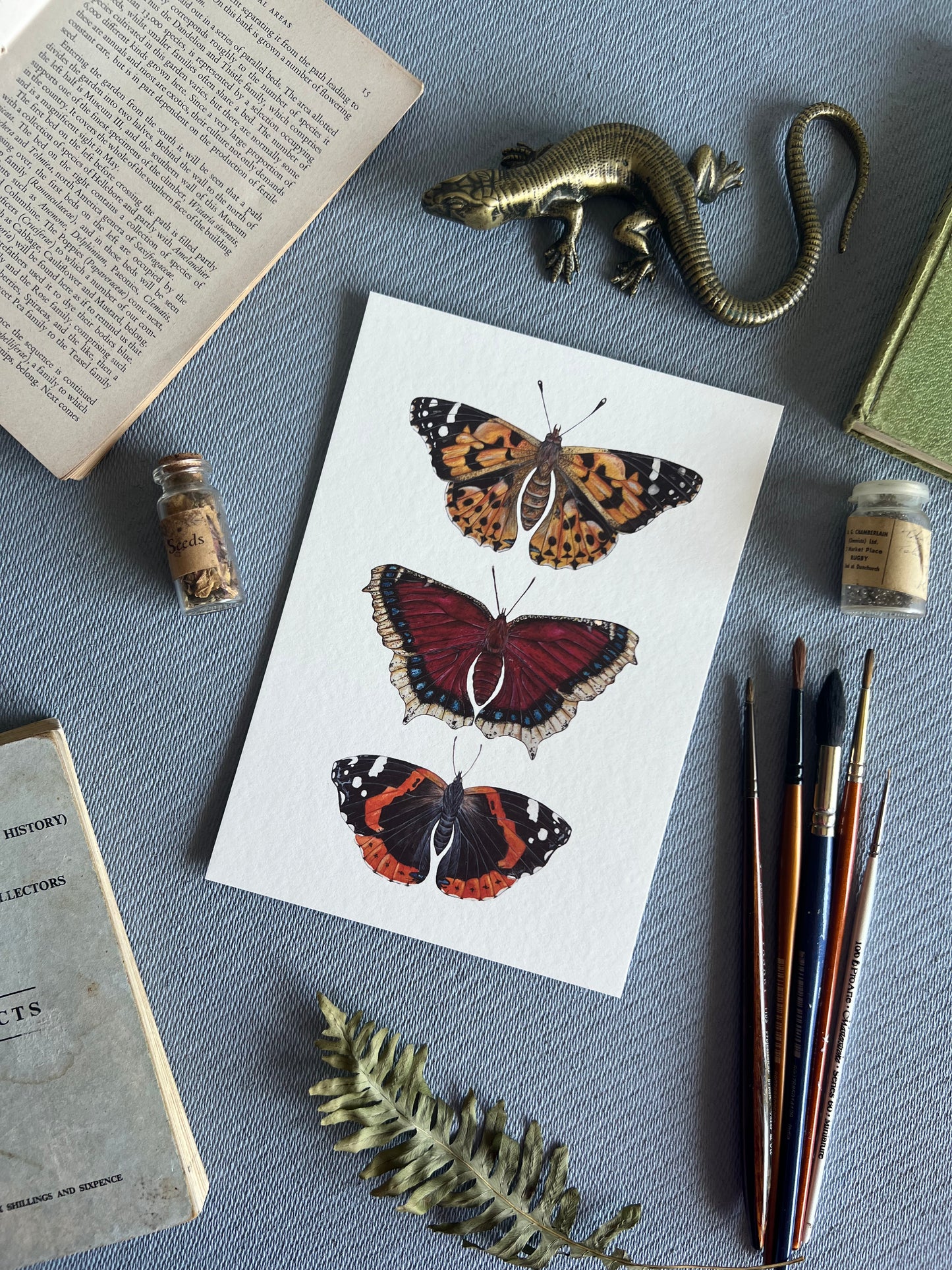 British Butterflies TansyMoore