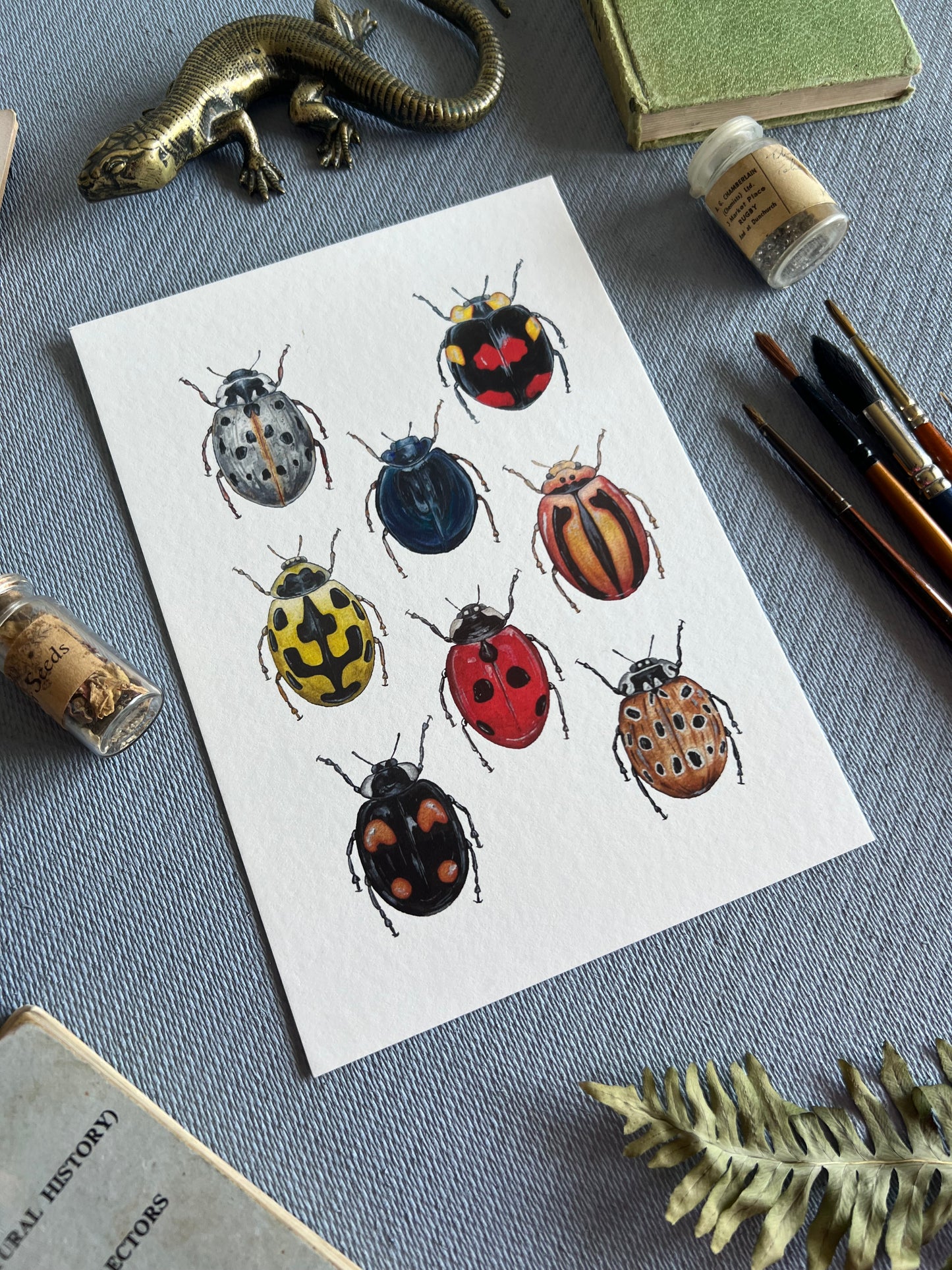 Ladybirds of the World