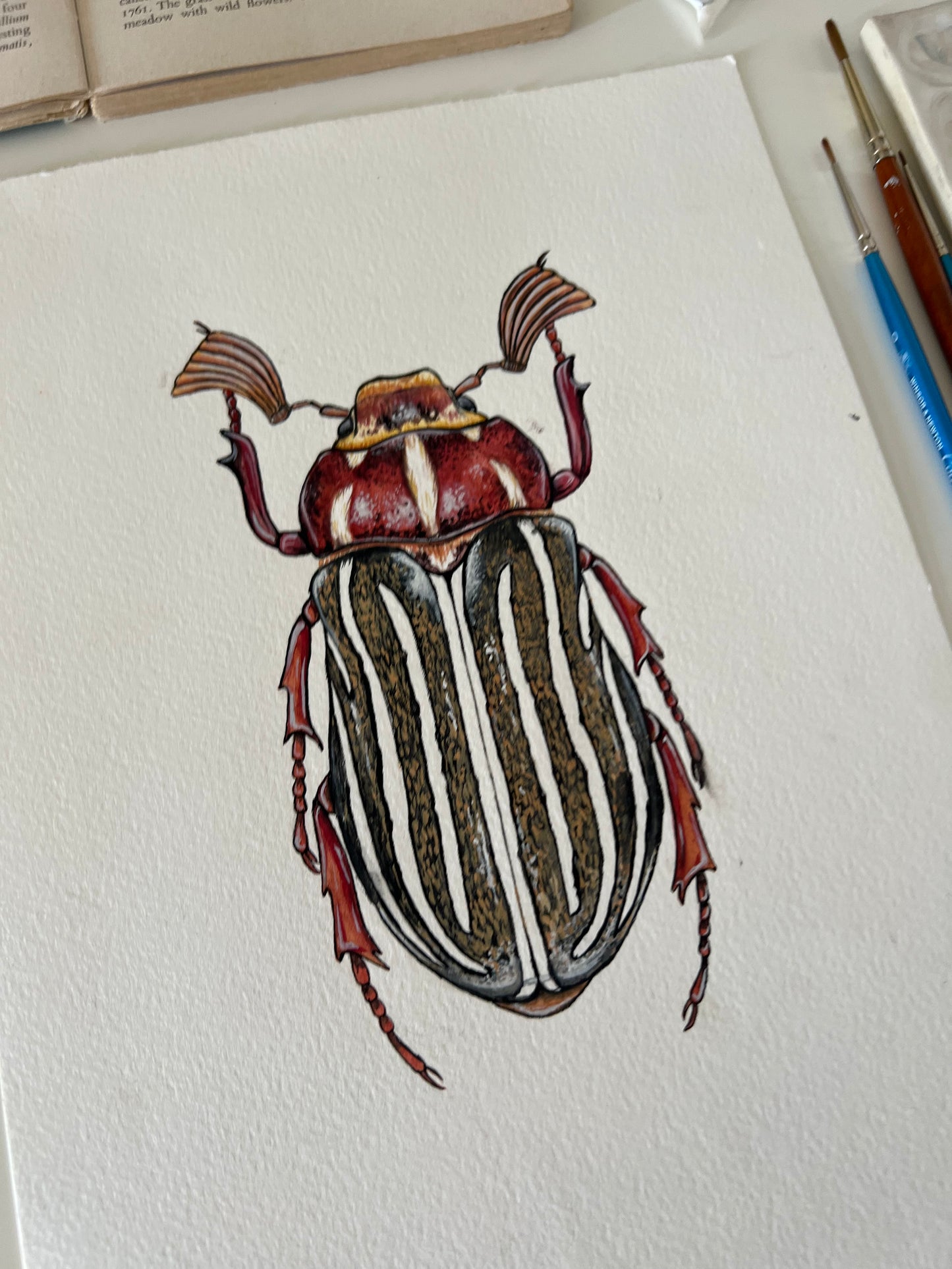 Ten-lined June Beetle, Watercolour Original