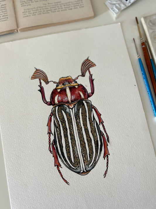 Ten-lined June Beetle, Watercolour Original