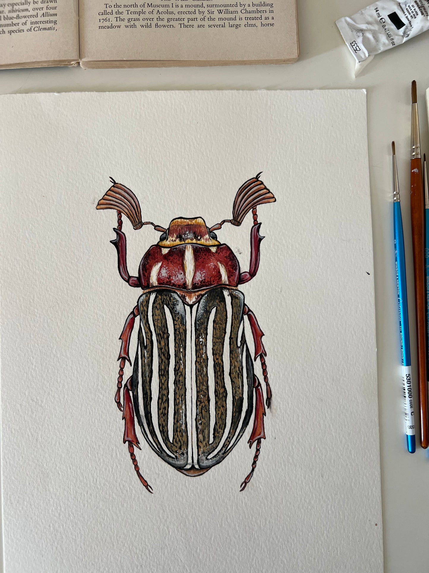 Ten-lined June Beetle, Watercolour Original