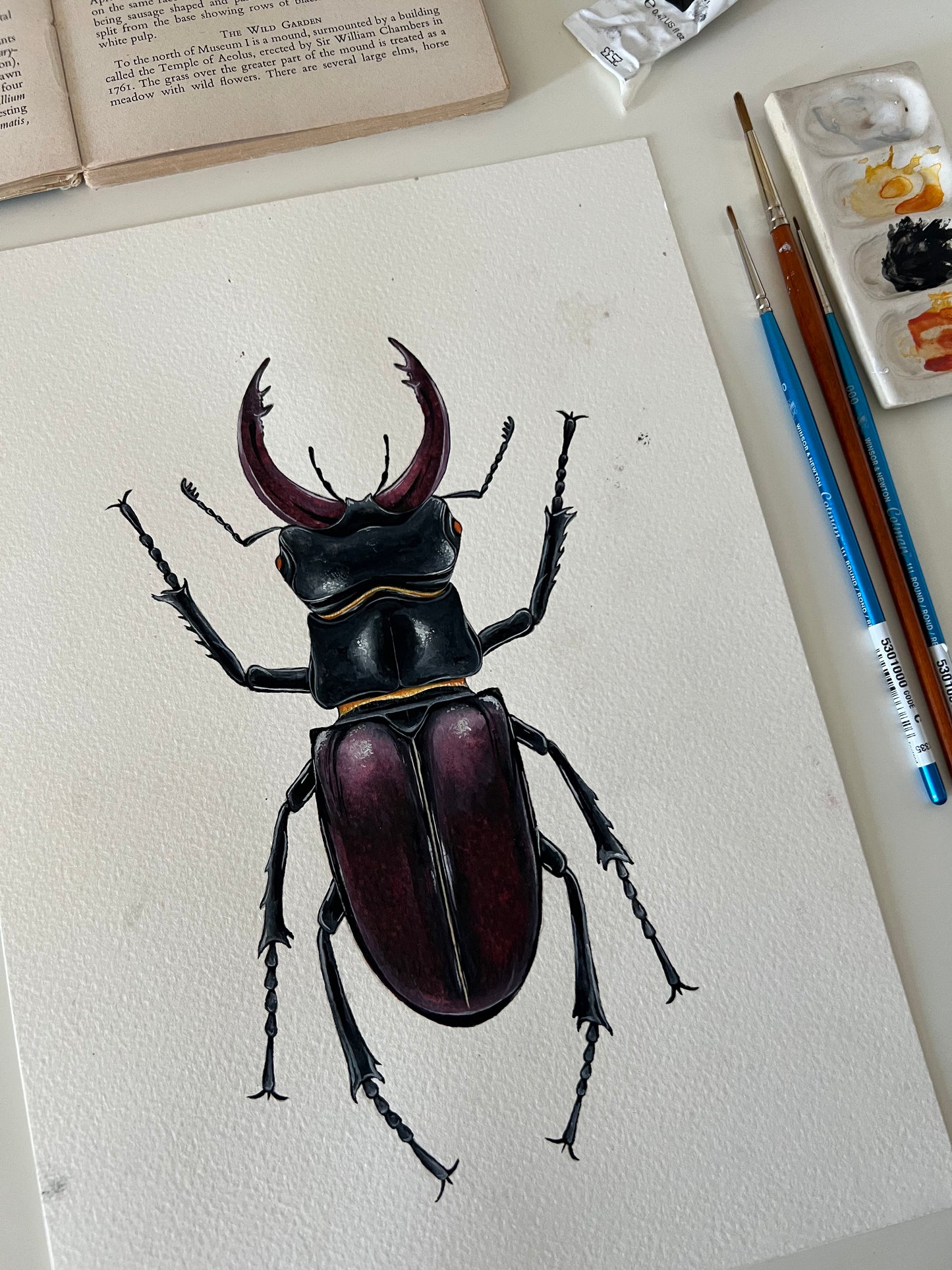 Stag Beetle, Watercolour Original