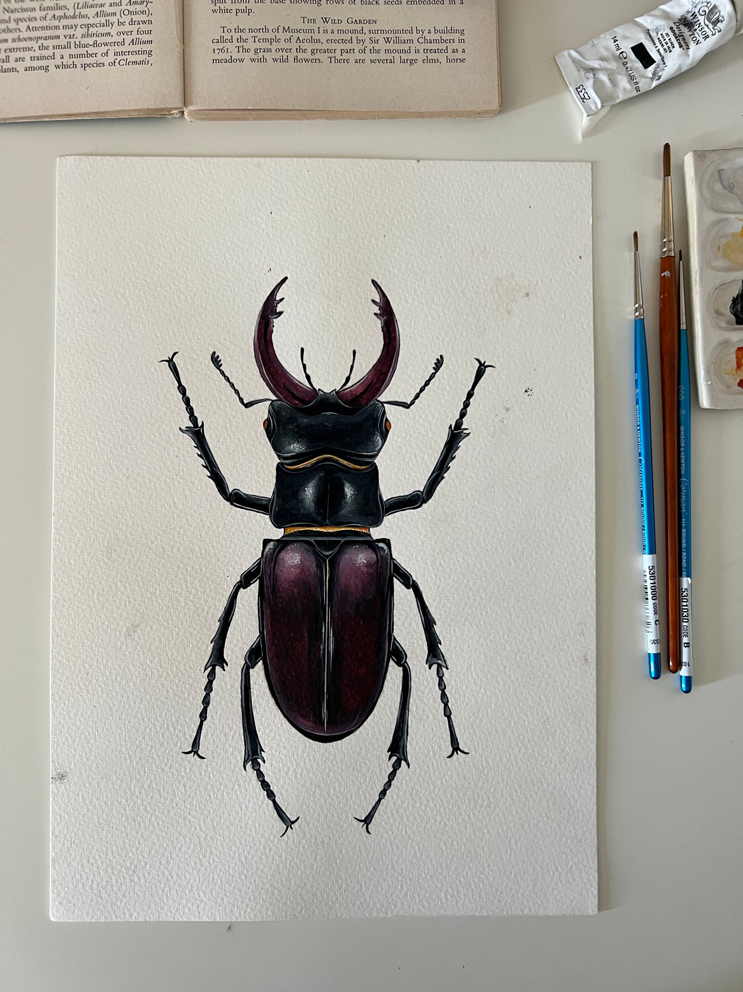 Stag Beetle, Watercolour Original