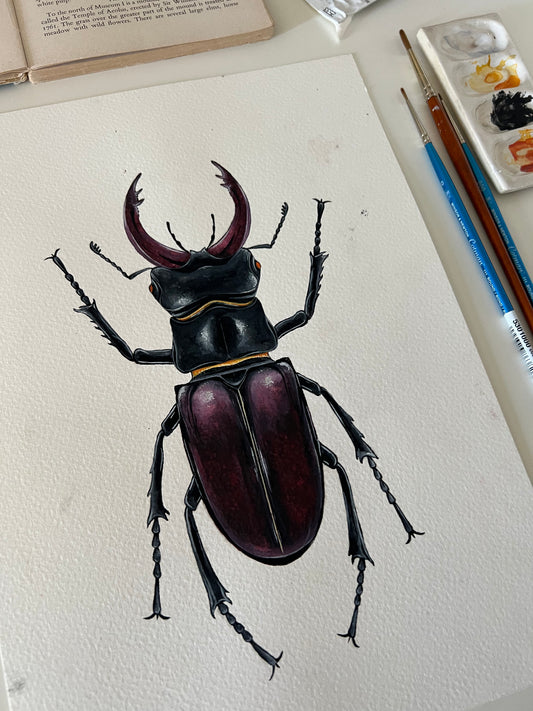 Stag Beetle, Watercolour Original