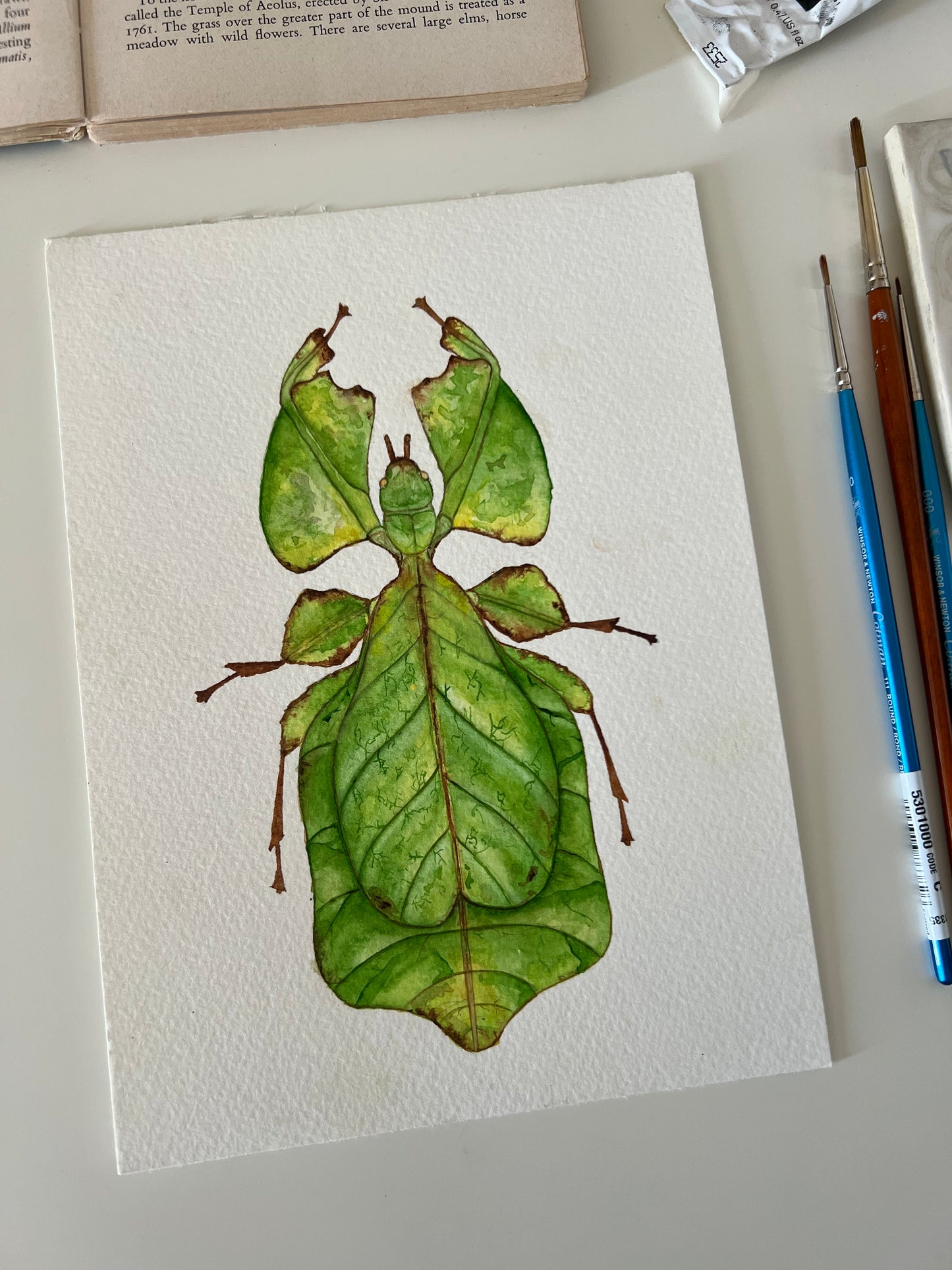 Giant Leaf Insect, Watercolour Original