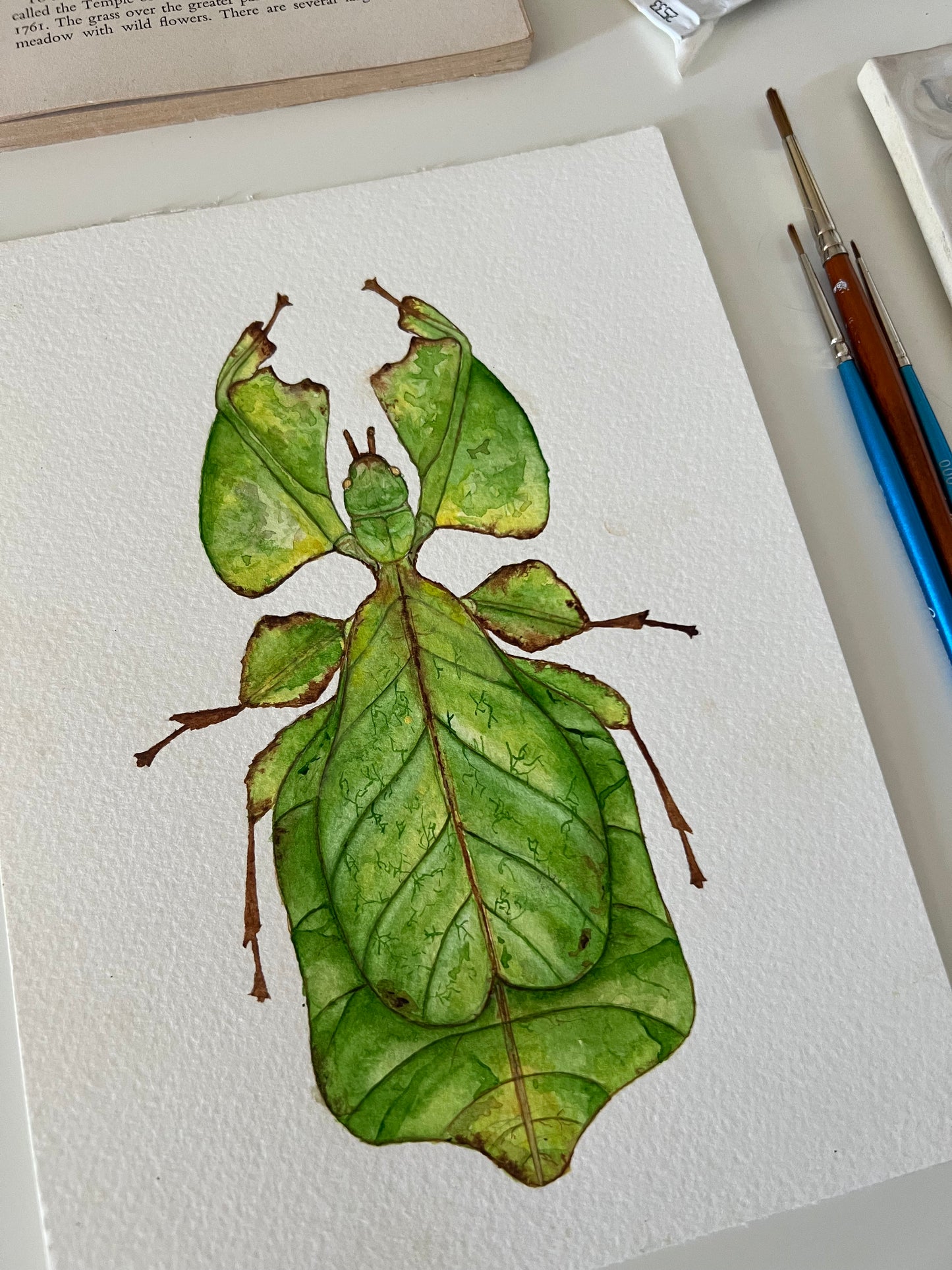 Giant Leaf Insect, Watercolour Original