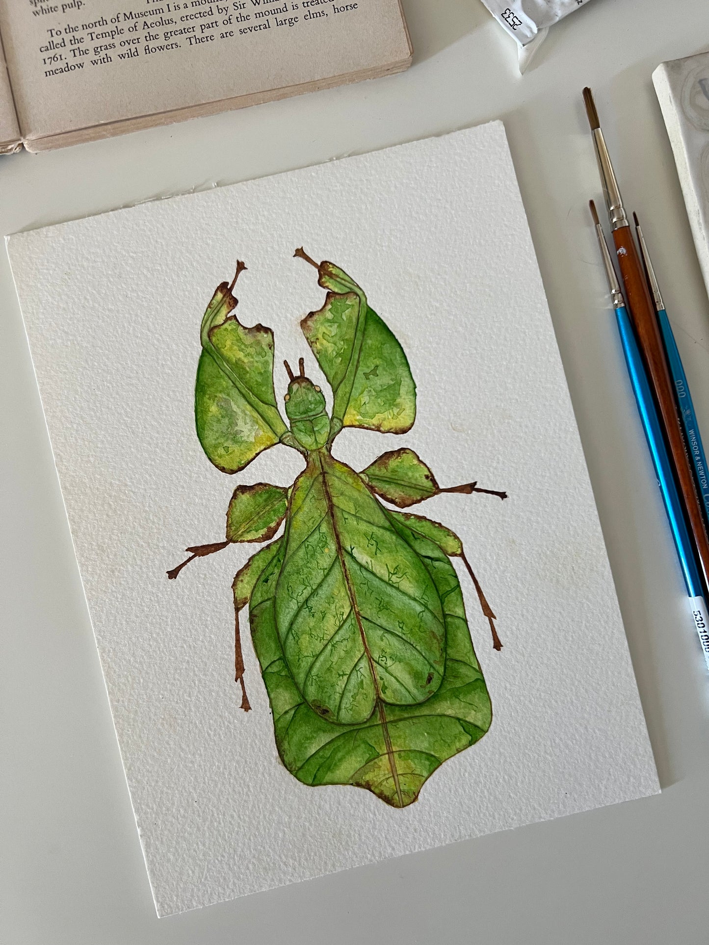 Giant Leaf Insect, Watercolour Original