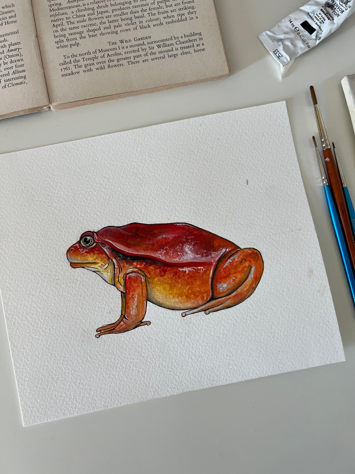 Tomato Frog, Watercolour Original