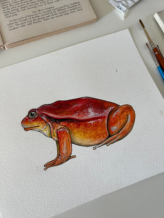 Tomato Frog, Watercolour Original